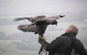 Falconry